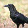Crows recognize familiar human voices