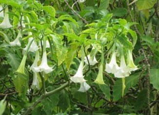 Scopolamine is made from the Borrachero tree (Brugmansia candida), which is very common in Colombia
