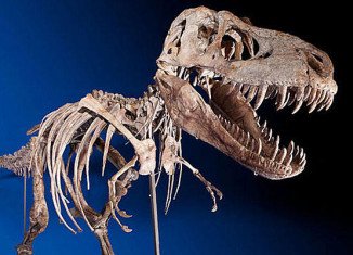 The rare Tyrannosaurus Bataar, 7-metre long (23 ft), was bought by an anonymous bidder for more than $1 million in New York