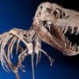 Tyrannosaurus Bataar skeleton sold at auction in New York sparks controversy