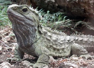 Tuatara, a reptile living in New Zealand, has a unique way of chewing its food, say scientists who have studied its jaws in detail