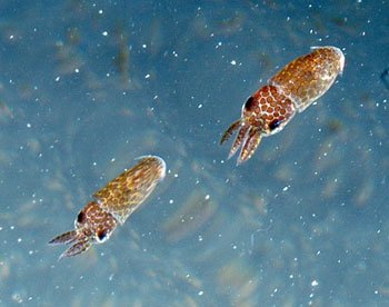 A 63-year-old South Korean woman became “pregnant” with 12 baby squid after eating calamari, according to a claim in a bio-tech report