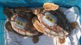A Florida research team tracking the dispersal of hatchling loggerhead turtles has resorted to the nail salon to help fit tiny tags to the endangered creatures