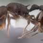 Antweb online catalogue project: scientists to capture 3D image of every known ant species