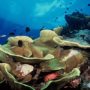 Australia creates world’s largest marine reserve ahead of Rio+20 Earth Summit