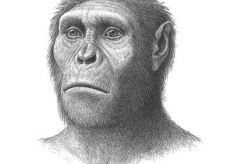 Australopithecus sediba, an early relative of humans, chewed on bark and leaves