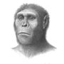 Australopithecus sediba, an early human ancestor, chewed on bark and leaves