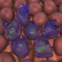 Tumor-killing reovirus ride blood cells, researchers have found