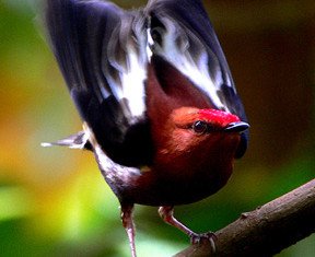 Dr. Kim Bostwick was the first to decode the mechanism behind the Manakin's unique sound, revealing a new kind of birdsong