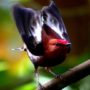 Club-winged Manakin, the only bird known to sing with its wings. Secret decoded.