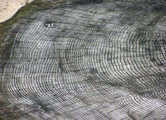 Fusa Miyake studied the growth rings of two trees dating back 1,200 years and discovered that an explosion of epic proportions occurred between 774 and 775AD