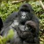 Gorillas use baby talk gestures to communicate with infants