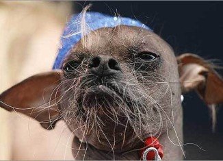 Mugly, an 8-year-old Chinese Crested, has won the rather unflattering title of Ugliest Dog in 2012