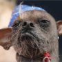 Mugly wins 2012 World’s Ugliest Dog contest