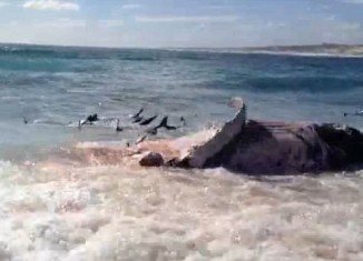 Rachel Campbell and her friends filmed an amazing scene with more than 100 tiger sharks furiously feeding over the carcass of a dead whale on the beach near Warroora Station