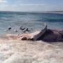 Rachel Campbell films more than 100 sharks in feeding frenzy over dead whale