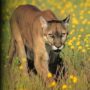 Cougars on rebound in US Midwest after a century of decline