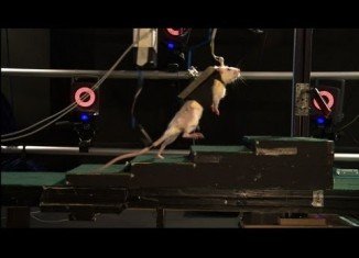 Scientists have shown that paralyzed rats have been able to walk again after their spinal cords were bathed in chemicals and zapped with electricity