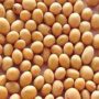 Soy supplements have little benefit for brain function of healthy postmenopausal women, study shows