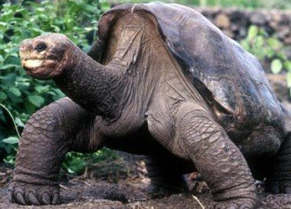 Staff at the Galapagos National Park in Ecuador has announced that Lonesome George, a giant tortoise believed to be the last of its subspecies, has died