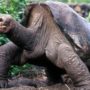 Lonesome George tortoise dies at Galapagos National Park