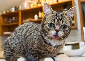 Bub the dwarf cat became an internet sensation after her owner dedicated a YouTube channel and Facebook page to her