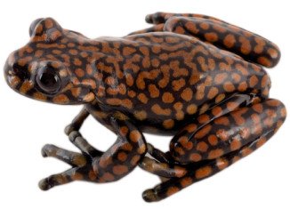 Hyloscirtus princecharlesi, or the Prince Charles stream tree frog, was first discovered by Dr. Luis A. Coloma in 2008 amongst specimens collected for a museum