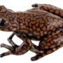 Frog named after Prince Charles, Hyloscirtus princecharlesi