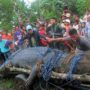 Lolong declared world’s largest saltwater crocodile by Guinness Book