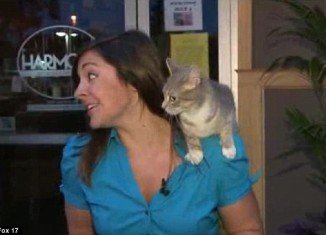 Nicole DiDonato did a live report on Thursday when a cat sneaked up from behind and jumped on the journalist's shoulder