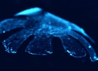 Scientists used an electric current to shock the Medusoid into swimming with synchronized contractions that mimic those of real jellyfish