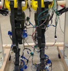 The most biologically-accurate robotic legs yet has been developed by US experts