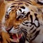 Denmark: man killed by tigers at Copenhagen Zoo
