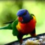 Wild bird trafficking in Solomon Islands, says watchdog