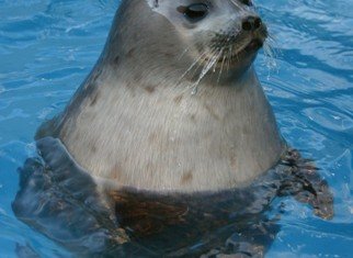 US scientists have identified a new strain of influenza in harbor seals that could potentially impact human and animal health