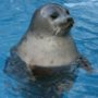 H3N8 flu virus associated with harbor seals death in US