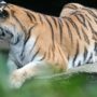 Tiger mauls to death zookeeper in Germany