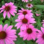 Echinacea should not be given to children under 12