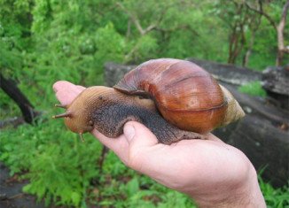 Giant African Land Snails cause widespread damage to crops and buildings, while some carry thousands of "rat lungworms" which can cause meningitis if ingested by humans