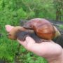 Giant African Land Snails invasion could cause meningitis outbreak in Florida
