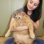 SpongeBob, world’s heaviest cat, dies two months after being adopted