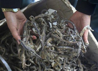 More than 16,000 dried seahorses which were to be exported illegally to Asian countries have been seized by police in Peru
