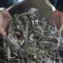 More than 16,000 dried seahorses seized in Peru