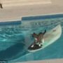 Cat makes last minute escape from dog by surfing across pool