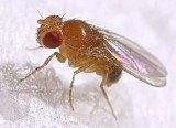 Scientists believe they have discovered a clue to why women tend to live longer than men by studying fruit flies