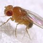 Why women live longer? Fruit flies offer DNA clue.