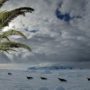 Palm trees once grew in Antarctica