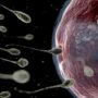 Male contraceptive pill shows successful results in mice studies