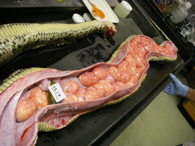Biggest Burmese python ever recorded in Florida caught in Everglades ...