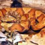 Virgin birth found in wild snakes for the first time